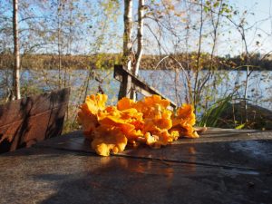 Sienestystä Rantalan Lomamökeillä
